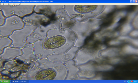 Cellule vegetali_felce con stomi 40 x
